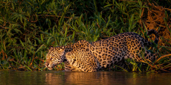 Jaguar Photography | Wild Jaguar Pictures and Photos | Photos by Joseph ...