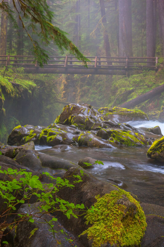 Misty Bridge | Hoh Rain Forest, Olympic NP | Joseph C. Filer Fine Art ...