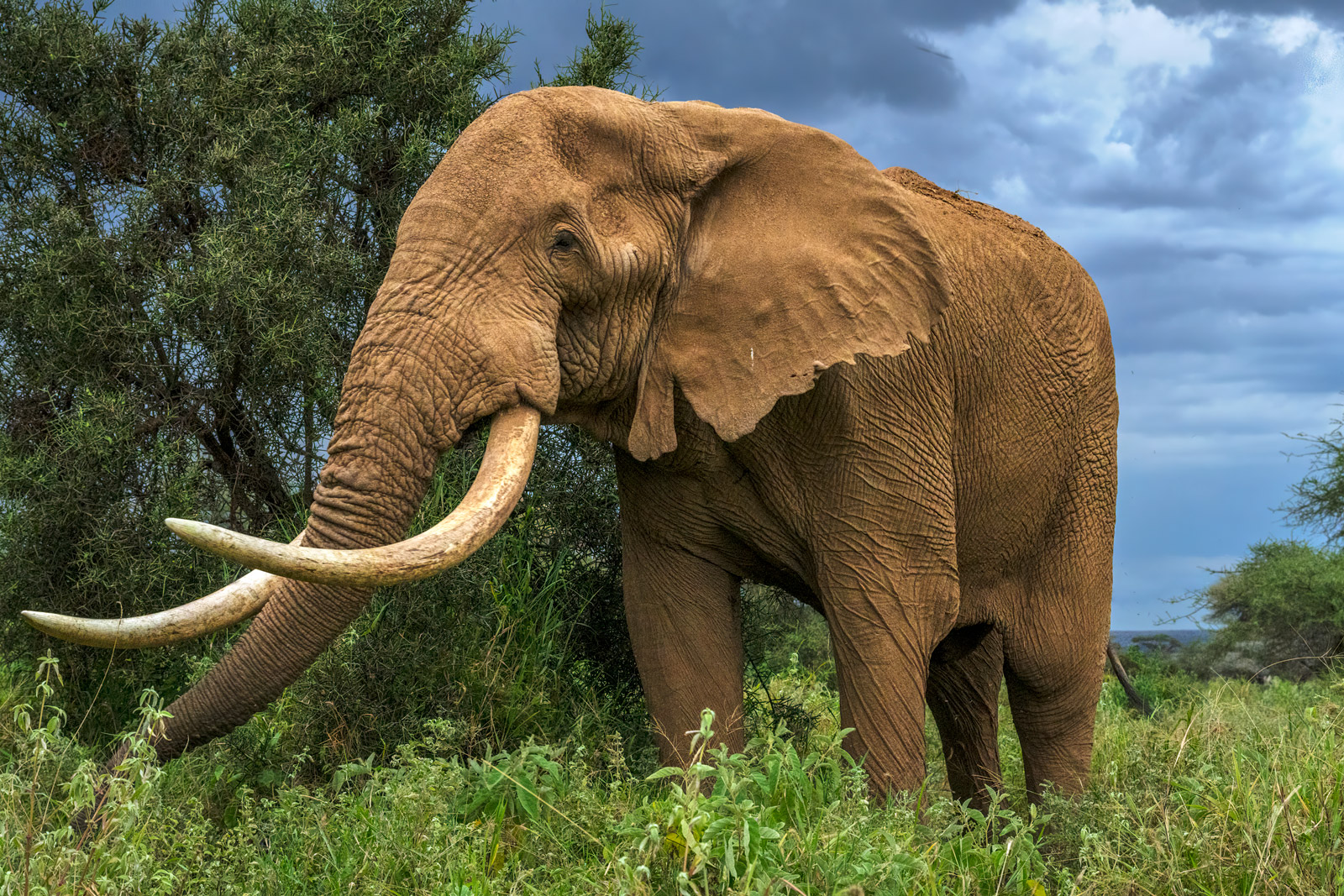 African Bull Elephant Up Close Fine Art Photo Print | Photos by Joseph ...