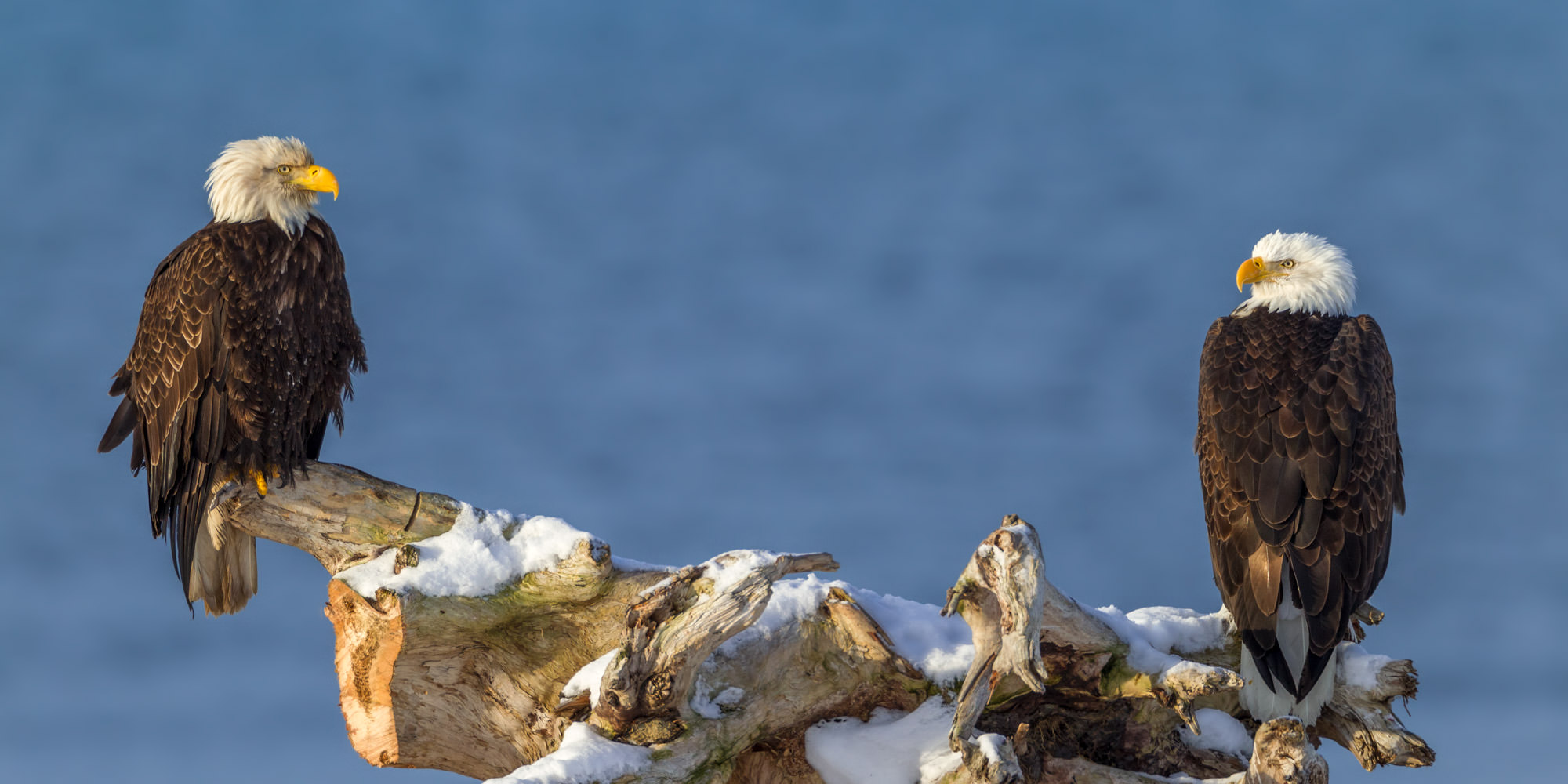 Stunning photos capture a pair of bald eagles in Lakeland