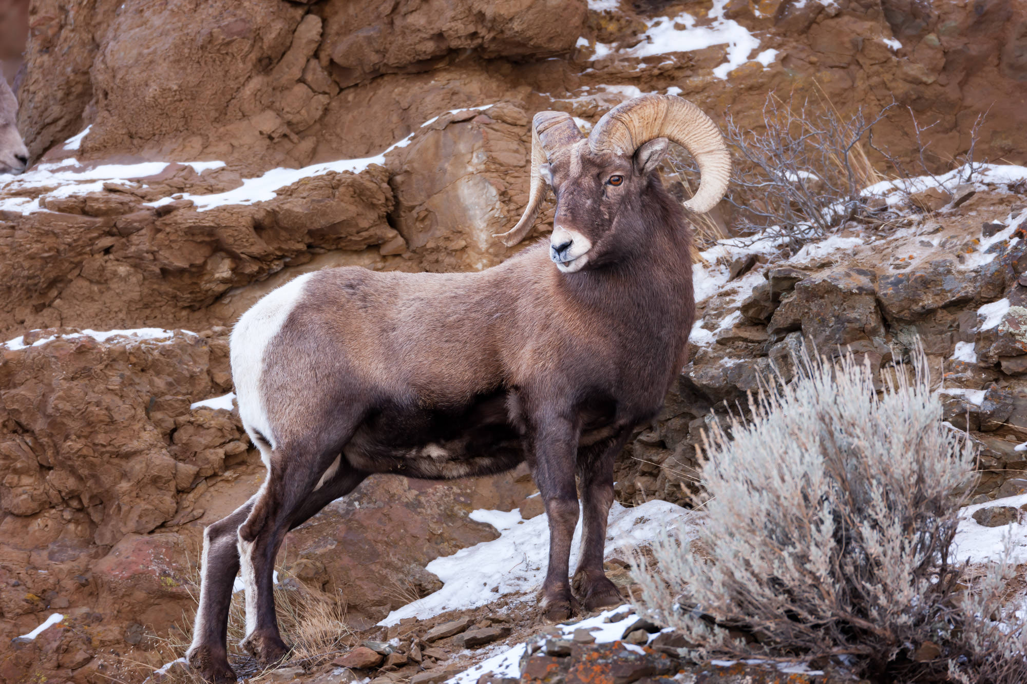 Utah Ram Print Rocky Mountains Bighorn Sheep Art Sheep 