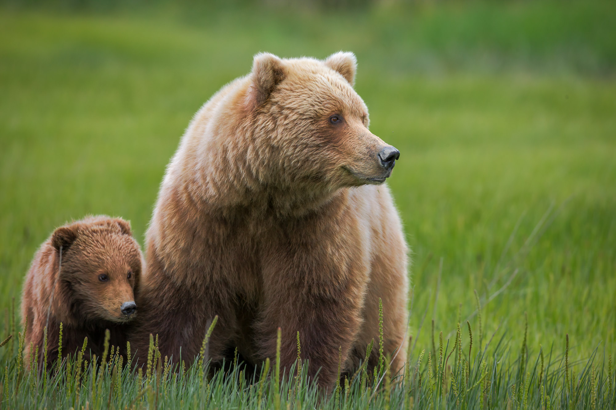 Grizzly Cub With Mom In Grass Fine Art Photo Print | Photos by Joseph C ...