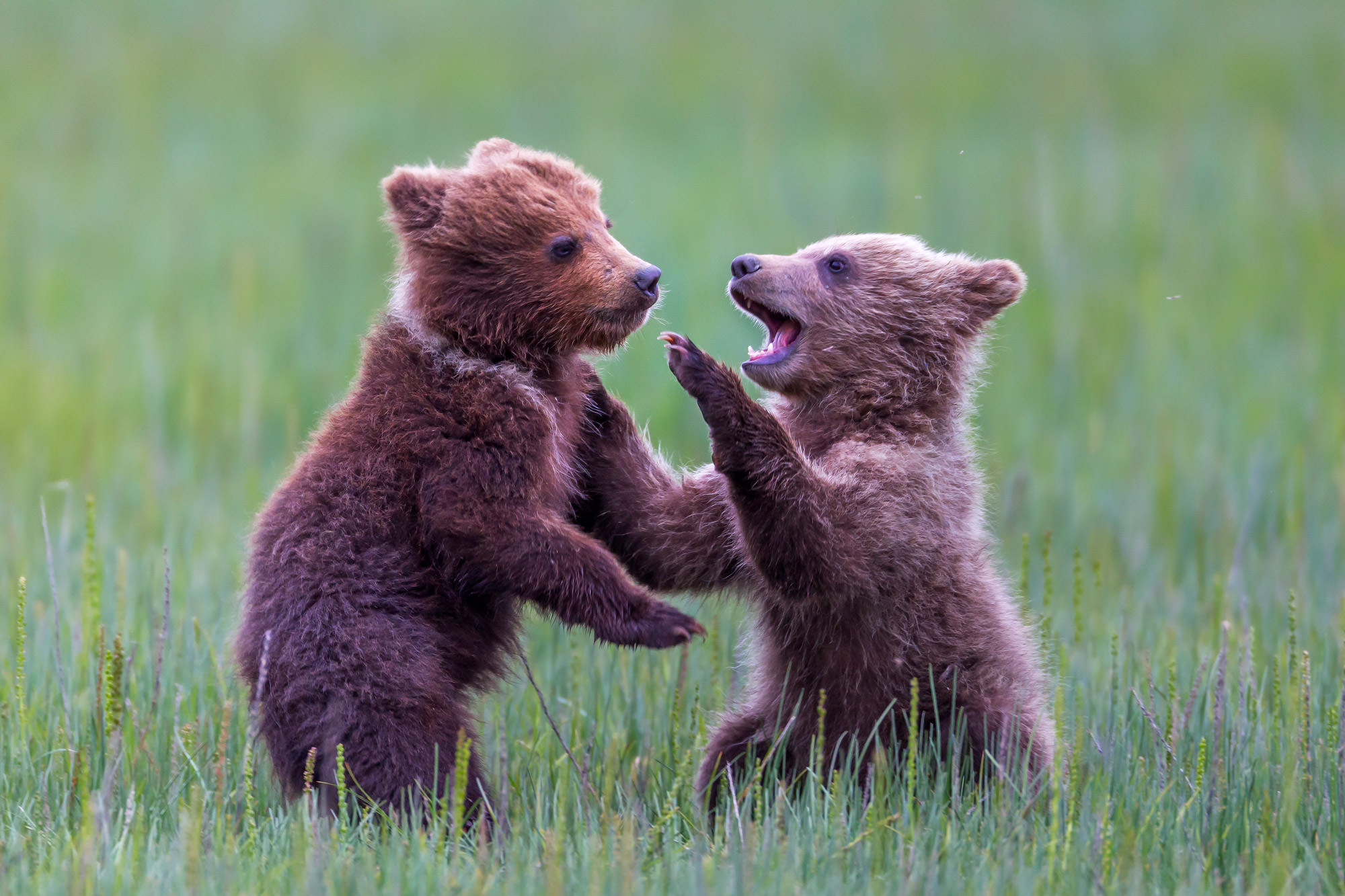 Grizzly Bears Cubs