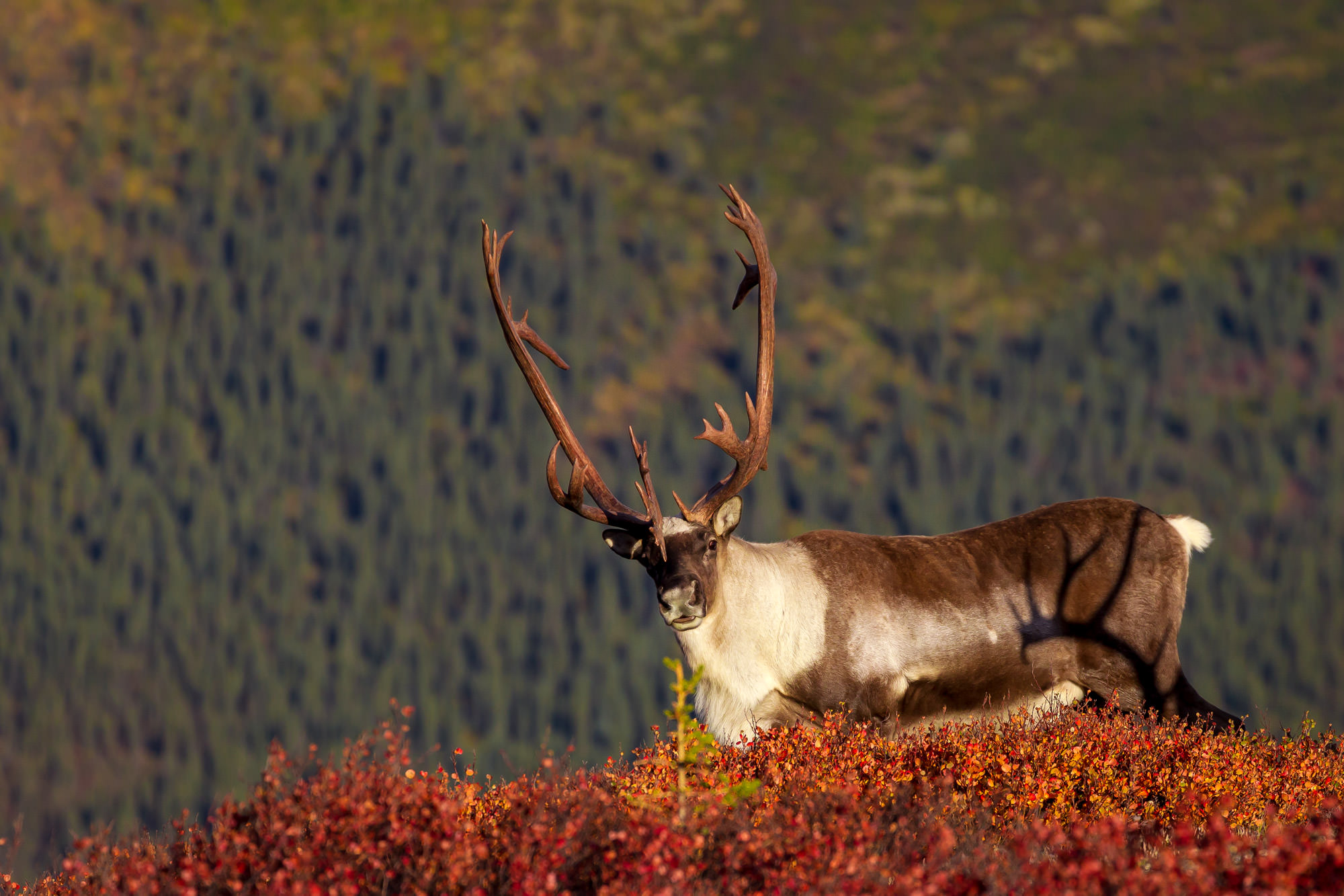 Alaska Magazine  Caribou Antlers: A Means of Seduction