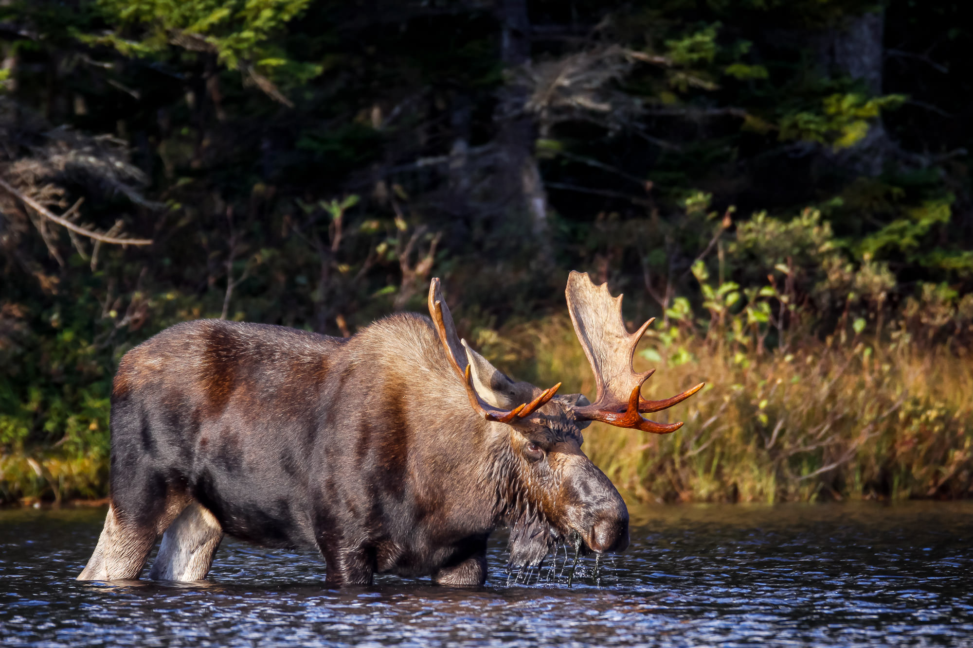 Maine Bull Moose Feeding In Lake Fine Art Photo Print Photos by